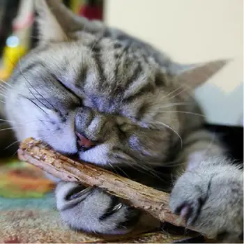 2/5pcs Kaķis Tīrīšanas Zobi Dabas Catnip Pet Cat Molāro Zobu pastai, kas Stick Matatabi Actinidia Augļu Silvervine Kaķis Uzkodas Nūjas