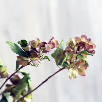 50cm sausie Ziedi Laipni Pupiņu Pušķi, Nekustamo Dabas Augi Saglabātu Ziedu Kāzu Mājas Apdare, Foto, Aksesuārus